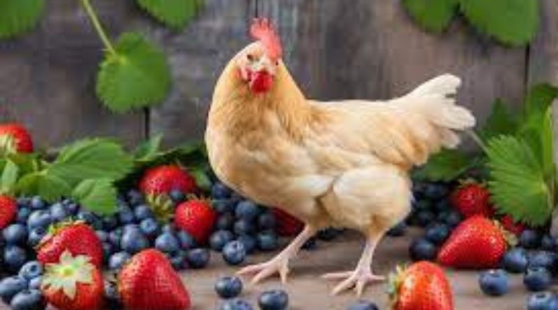 Can Chickens Have Strawberries? A Complete Guide